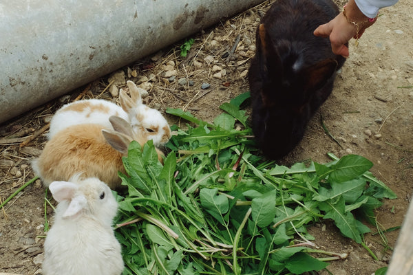 a person feeding a bunch of carrots to two rabbits