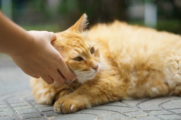 a person petting an orange cat on the ground