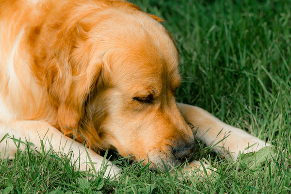 a golden retriever dog laying in the grass