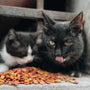 a couple of cats sitting next to a pile of food