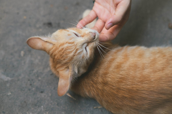 a person petting an orange cat on the nose