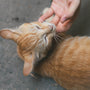 a person petting an orange cat on the nose