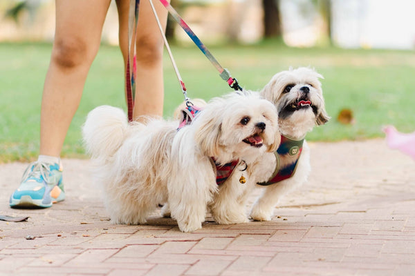 two small white dogs on leashes being walked by a woman