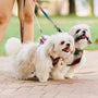 two small white dogs on leashes being walked by a woman