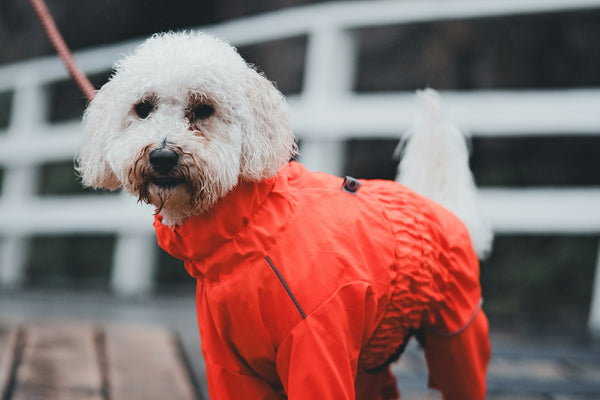 a small white dog wearing a red jacket