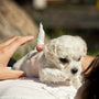 a small white dog being held by a person