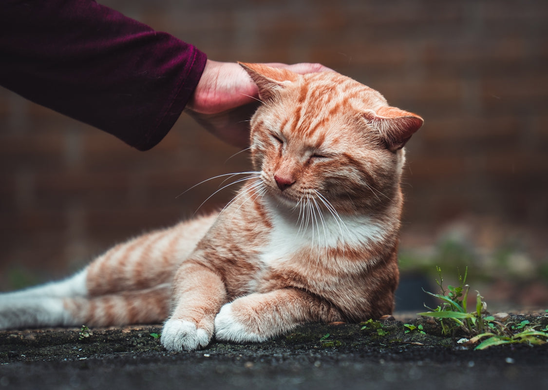 a person petting an orange and white cat