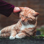 a person petting an orange and white cat