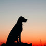a silhouette of a dog sitting on a rock at sunset