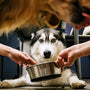 a dog sitting on the floor with a person feeding it
