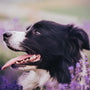 a close up of a dog in a field of flowers