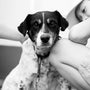 a black and white photo of a dog and a person