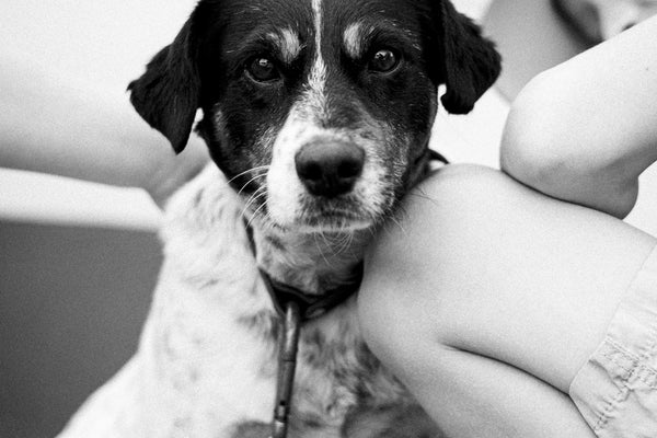 a black and white photo of a dog and a person