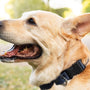 a close up of a dog with its mouth open