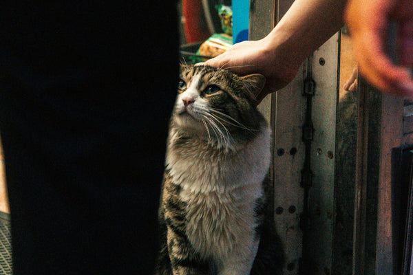 a gray and white cat sitting in front of a person