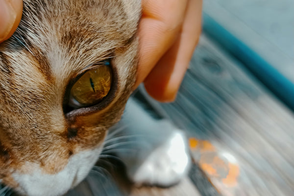 a close up of a person petting a cat