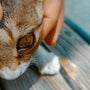 a close up of a person petting a cat