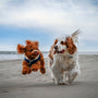 two dogs running on the beach with a teddy bear