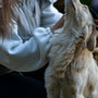 a woman is petting a small white dog