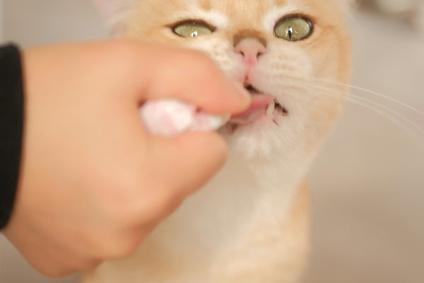 a person feeding a cat with a toothbrush