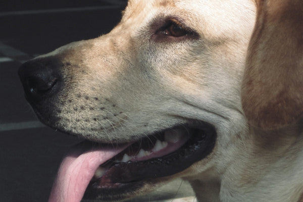 a close up of a dog with its tongue out