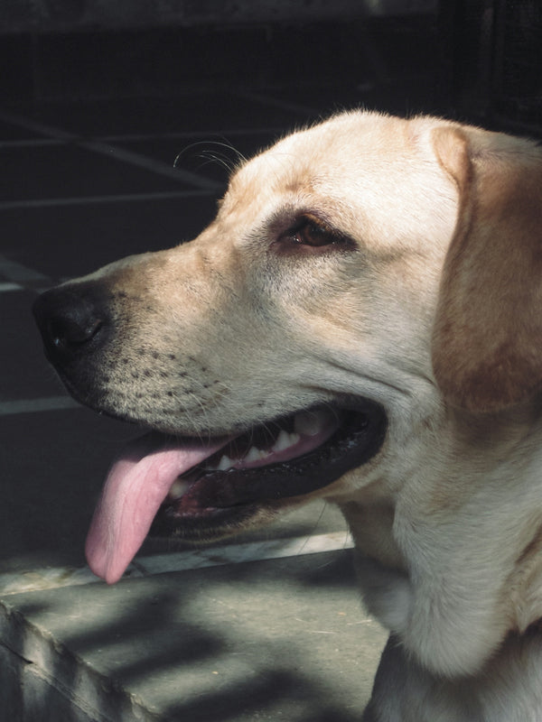a close up of a dog with its tongue out