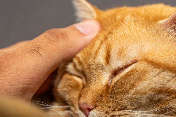 a close up of a person petting a cat