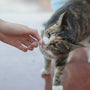 a close up of a person petting a cat