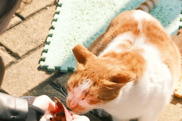 a cat eating food from a person's hand