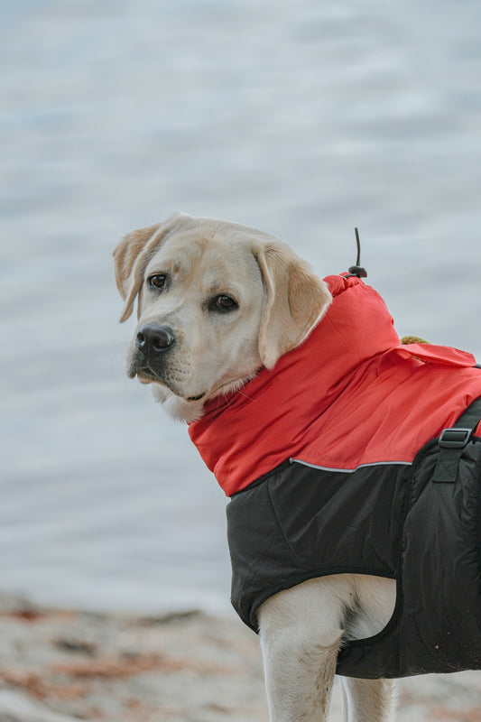 a dog wearing a red and black jacket by a body of water