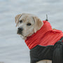 a dog wearing a red and black jacket by a body of water