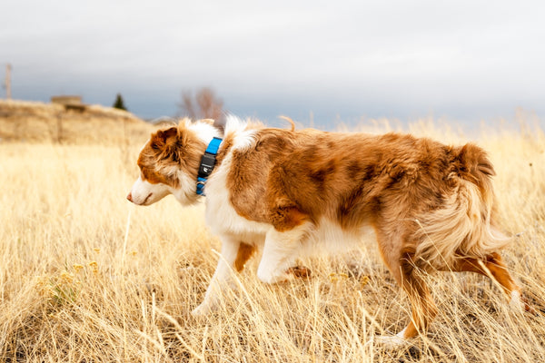 a brown and white dog walking across a dry grass field