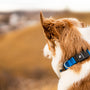 a brown and white dog with a blue collar