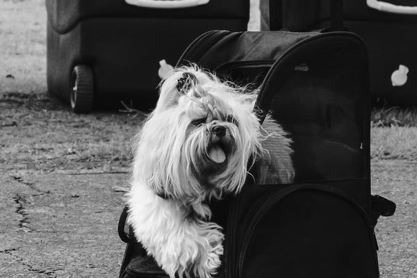 a small white dog sitting in a piece of luggage