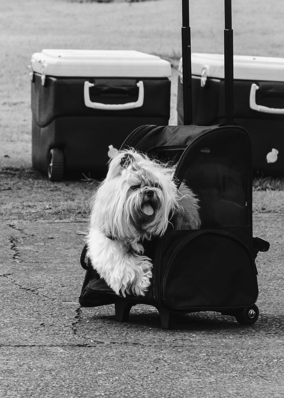 a small white dog sitting in a piece of luggage