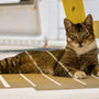 a cat laying on the ground next to a yellow bench