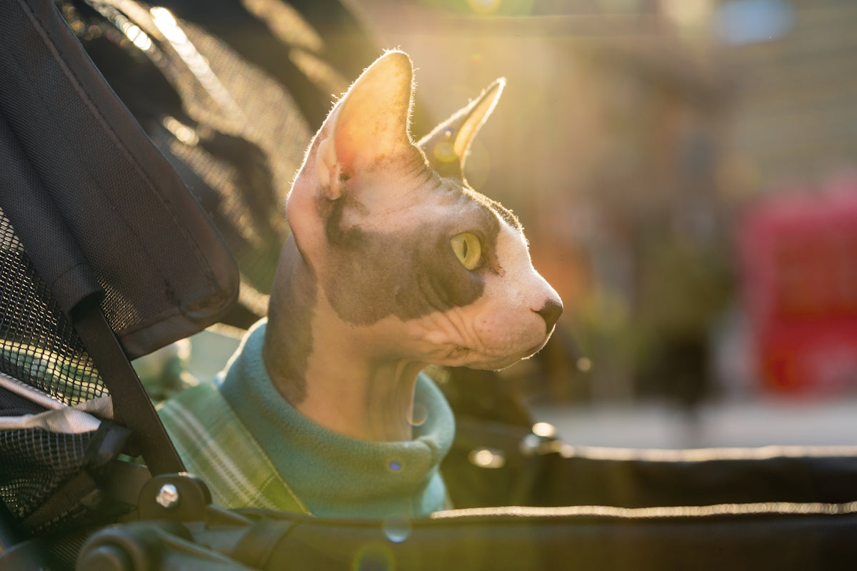 a hairless cat sitting in the back of a car