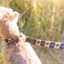 a small dog with a leash on it's neck