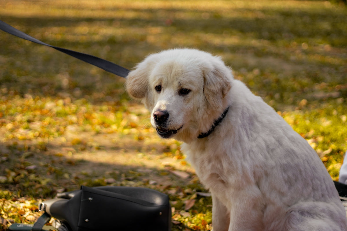 a white dog sitting on top of a field