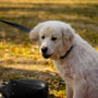 a white dog sitting on top of a field