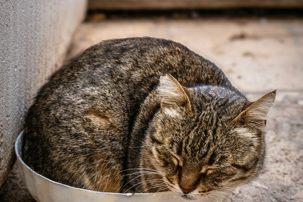 a cat that is sitting in a bowl