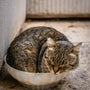 a cat that is sitting in a bowl