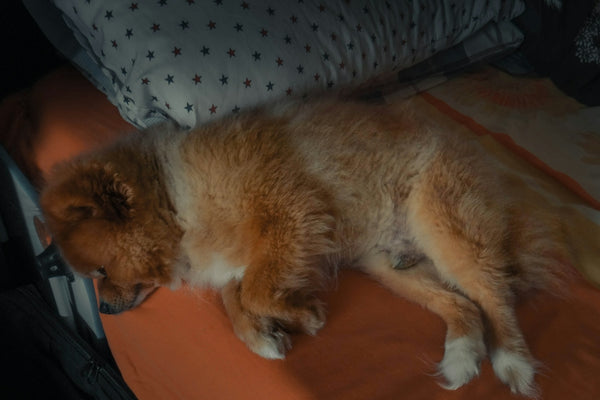 a dog is sleeping on a bed with pillows