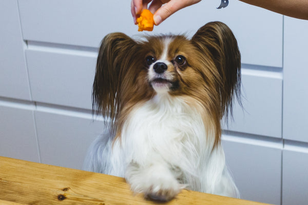 a small brown and white dog sitting on top of a wooden table