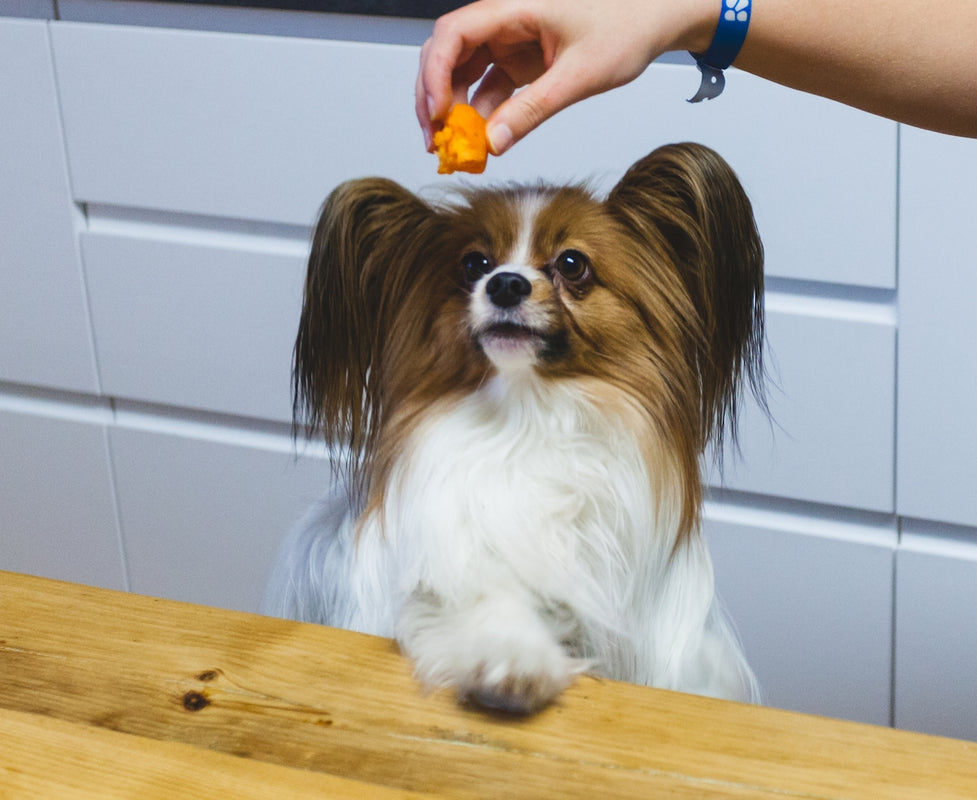 a small brown and white dog sitting on top of a wooden table