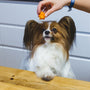 a small brown and white dog sitting on top of a wooden table