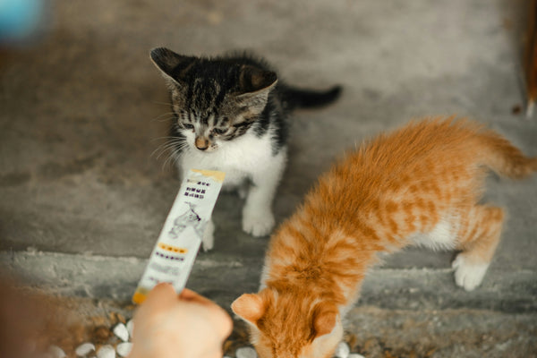 a couple of cats standing next to each other