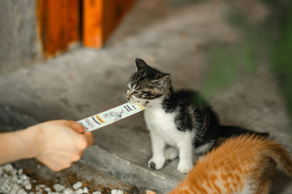a person feeding a cat with a long stick