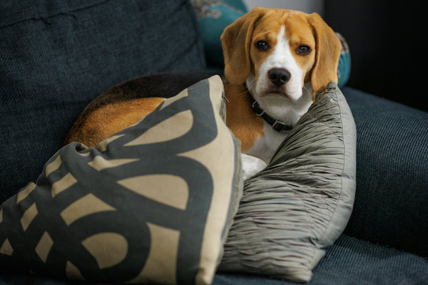 a dog laying on a couch with a pillow