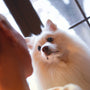a small white dog standing next to a person